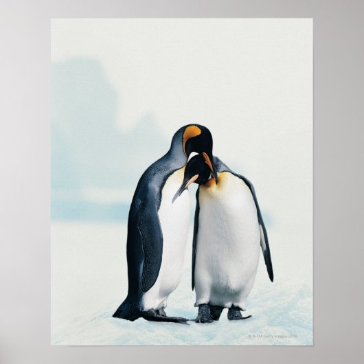 Zwei liebevolle Pinguine Poster (Vorne)