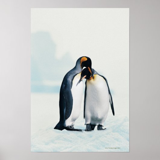 Zwei liebevolle Pinguine Poster (Vorne)
