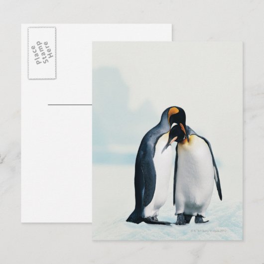 Zwei liebevolle Pinguine Postkarte (Vorne/Hinten)