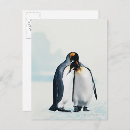 Zwei liebevolle Pinguine Postkarte (Vorne/Hinten)