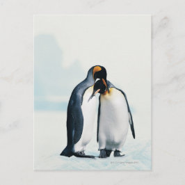 Zwei liebevolle Pinguine Postkarte