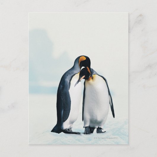 Zwei liebevolle Pinguine Postkarte (Vorderseite)