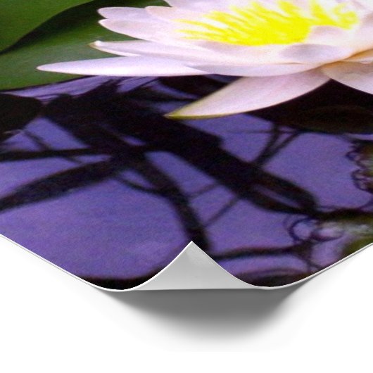 Zwei Lightwater-Lilien Poster (Ecke)