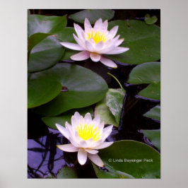 Zwei Lightwater-Lilien Poster