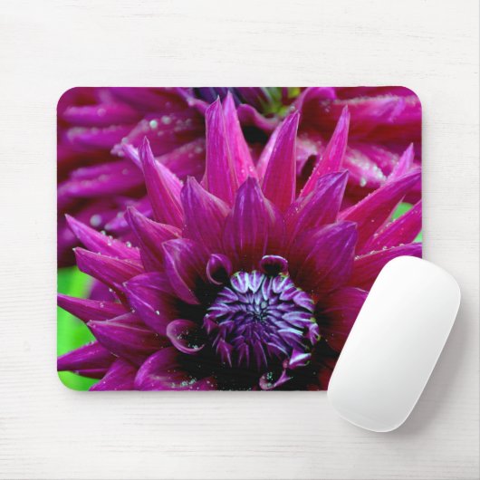 Zwei lila Dahlien-Blume in Blüte Mousepad (Mit Mouse)