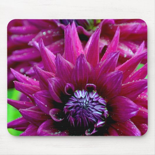 Zwei lila Dahlien-Blume in Blüte Mousepad (Vorne)