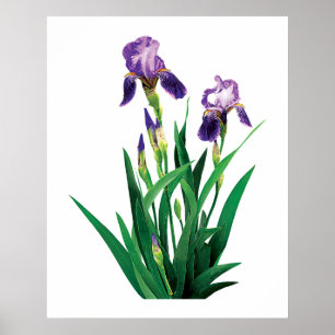 Zwei lila Iris-Plakat Poster
