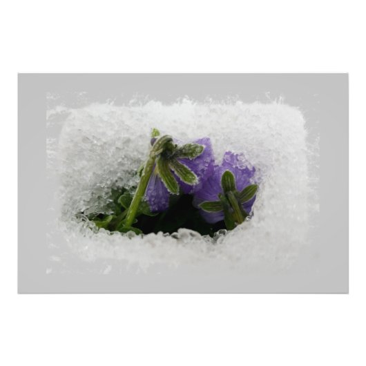 Zwei lila Stiefmütterchen Fotodruck (Vorne)