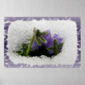 Zwei lila Stiefmütterchen Poster (Vorne)