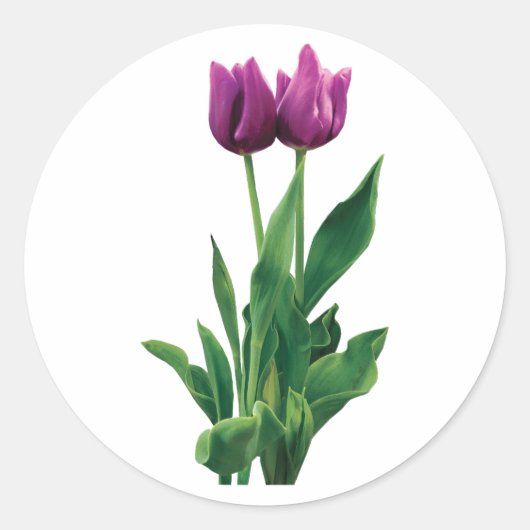Zwei Lila Tulips Runder Aufkleber (Vorderseite)