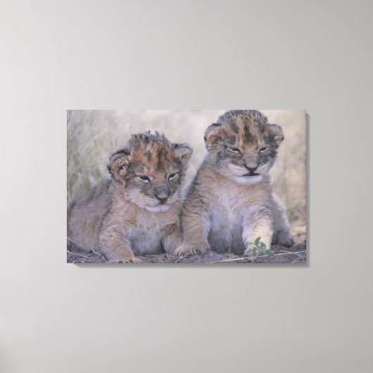 Zwei Lion Cubs Leinwanddruck (Vorderseite)