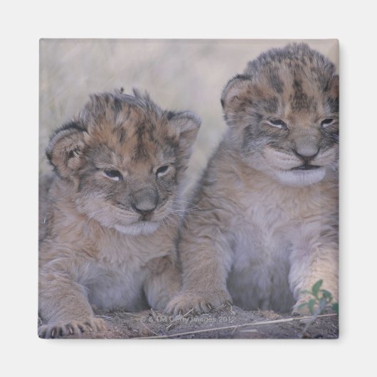 Zwei Lion Cubs Magnet (Vorne)