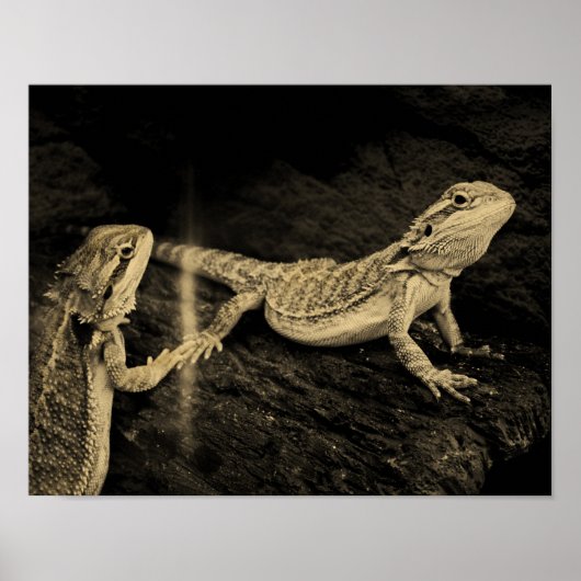 Zwei Lizards Poster (Vorne)