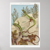 Zwei Lizards Vintag Illustration Art Poster (Vorne)