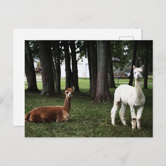 Zwei Llamas in Indiana Postkarte (Vorne/Hinten)