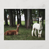 Zwei Llamas in Indiana Postkarte (Vorderseite)