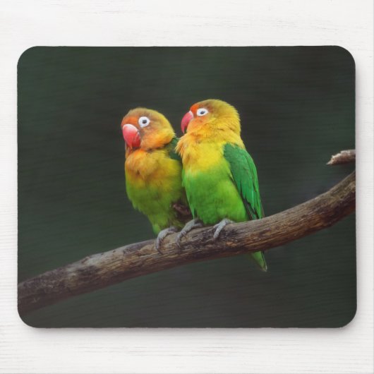 Zwei Lovebirds auf einer Zweigniederlassung Mousepad (Vorne)