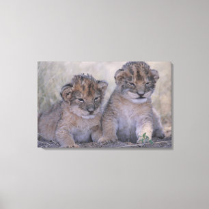 Zwei Löwe CUB Leinwanddruck