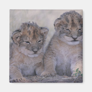 Zwei Löwe CUB Magnet