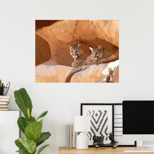Zwei Löwen drucken Poster (Heimbüro)