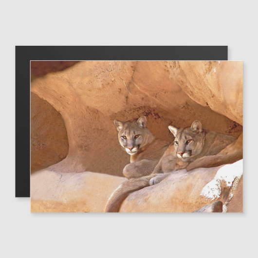 Zwei Löwen Magnetkarte (Vorne/Hinten)