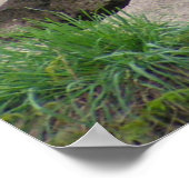 Zwei Löwen Poster (Ecke)