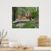 Zwei Löwen Poster (Küche)