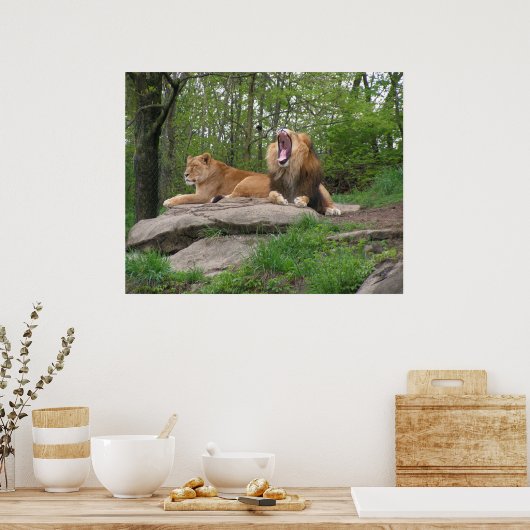 Zwei Löwen Poster (Küche)