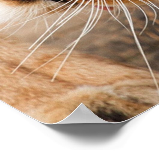 Zwei Löwen Poster (Ecke)