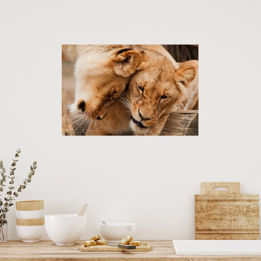 Zwei Löwen Poster (Küche)