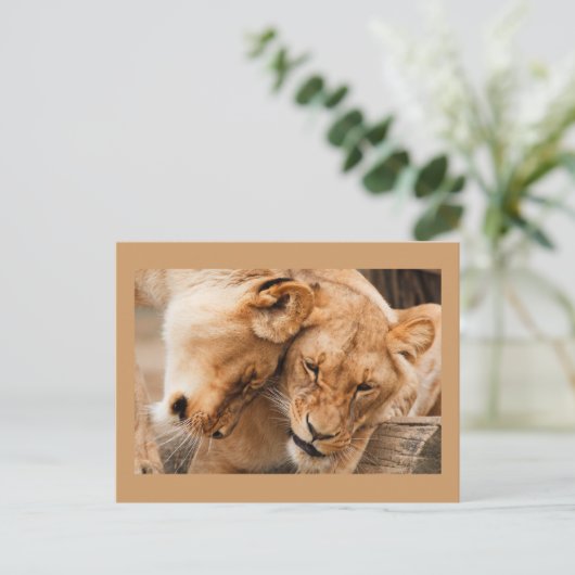 Zwei Löwen Postkarte (Stehend Vorderseite)