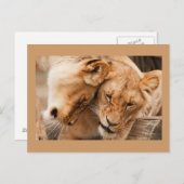 Zwei Löwen Postkarte (Vorne/Hinten)