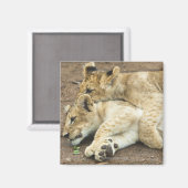 Zwei Löwen spielen. Magnet (Vorderseite/Rückseite)