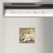 Zwei Löwen spielen. Magnet (In Situ (Geschirrspüler))