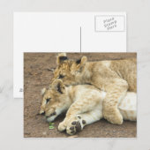 Zwei Löwen spielen. Postkarte (Vorne/Hinten)