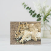 Zwei Löwen spielen. Postkarte (Stehend Vorderseite)