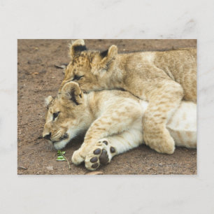 Zwei Löwen spielen. Postkarte