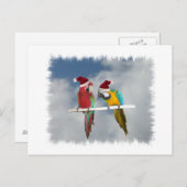 Zwei Macaw Santas Feiertagspostkarte (Vorne/Hinten)