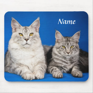 Zwei Maine Coon Cats Blue Mousepad