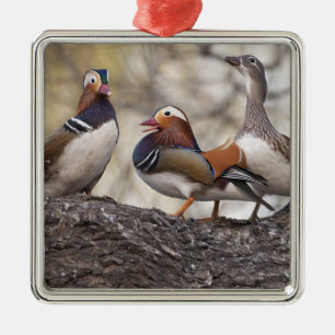 Zwei Männchen buhlen um ein Mandarinweibchen Silbernes Ornament