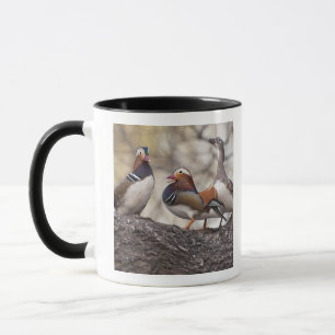 Zwei Männchen buhlen um ein Mandarinweibchen Tasse