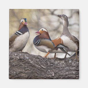 Zwei Männchen buhlen um eine Mandarinente Magnet