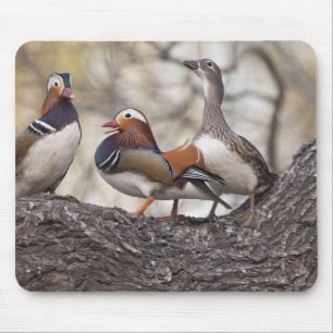 Zwei Männchen buhlen um einen weiblichen Mandarine Mousepad