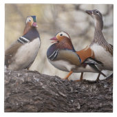 Zwei Männchen wetteifern um eine Mandarinenente Fliese (Vorderseite)