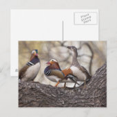 Zwei Männchen wetteifern um eine Mandarinenente Postkarte (Vorne/Hinten)