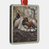 Zwei Männchen wetteifern um eine Mandarinenente Silbernes Ornament (Rechts)