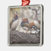 Zwei Männchen wetteifern um eine Mandarinenente Silbernes Ornament (Links)