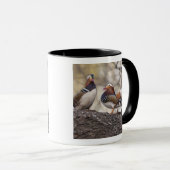 Zwei Männchen wetteifern um eine Mandarinenente Tasse (VorderseiteRechts)