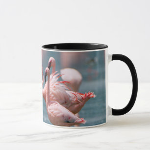 Zwei männliche Kleine Flamingos (Phoenicopterus Mi Tasse