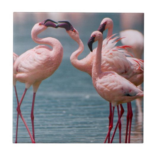 Zwei männliche Kleinere Flamingos (Phoenicopterus Fliese (Vorderseite)